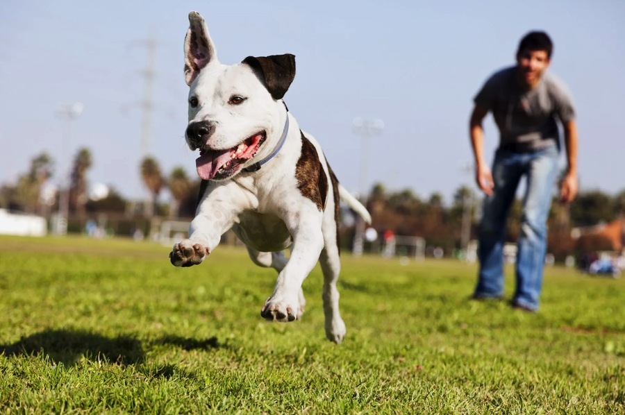 Dubai Pet Adventures: Safe and Enjoyable Outdoor Activities